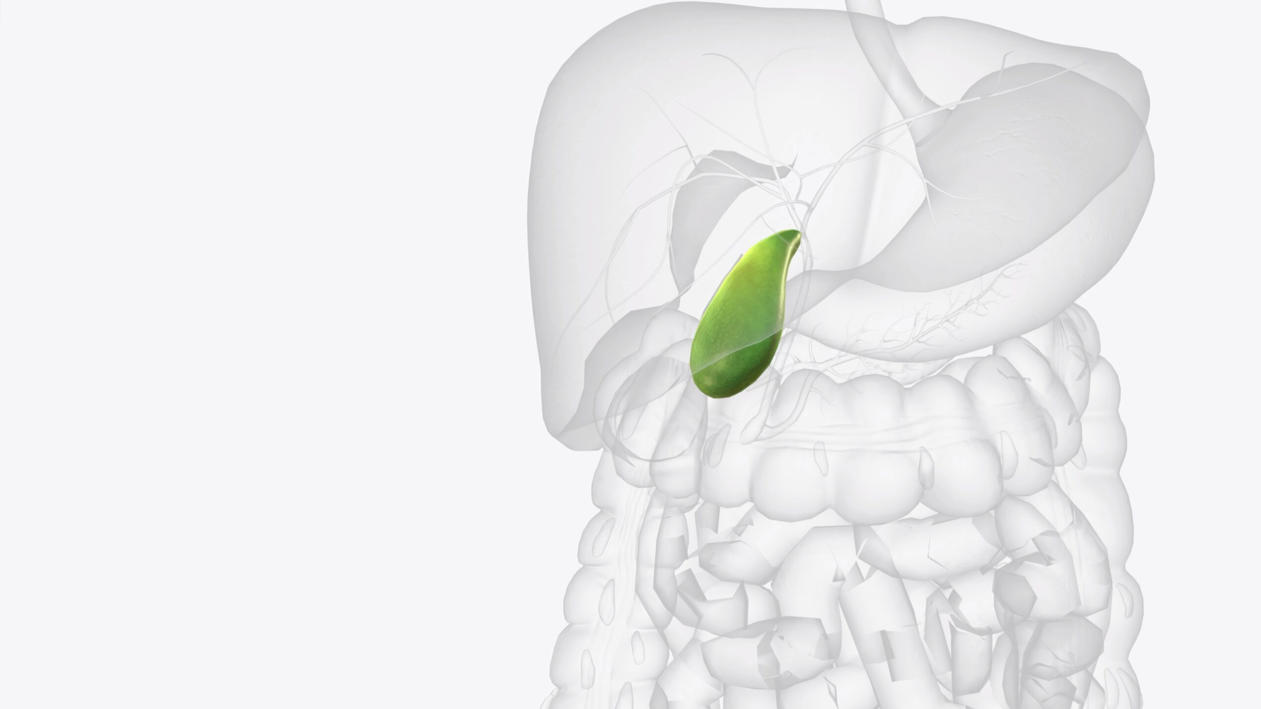 Ilustración médica del aparato digestivo con la vesícula biliar resaltada en verde